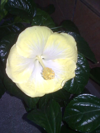Imagine1406 - HIBISCUS-2012