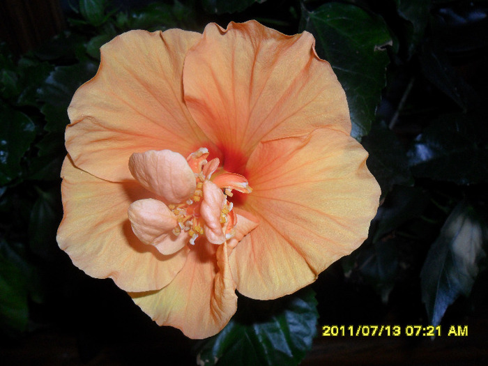 piersiciu - Hibiscus 2011