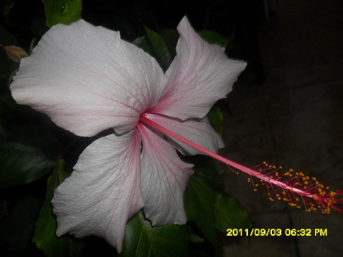 Albo Lacinatus - Hibiscus 2011