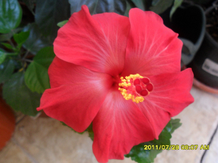 Alicante - Hibiscus 2011