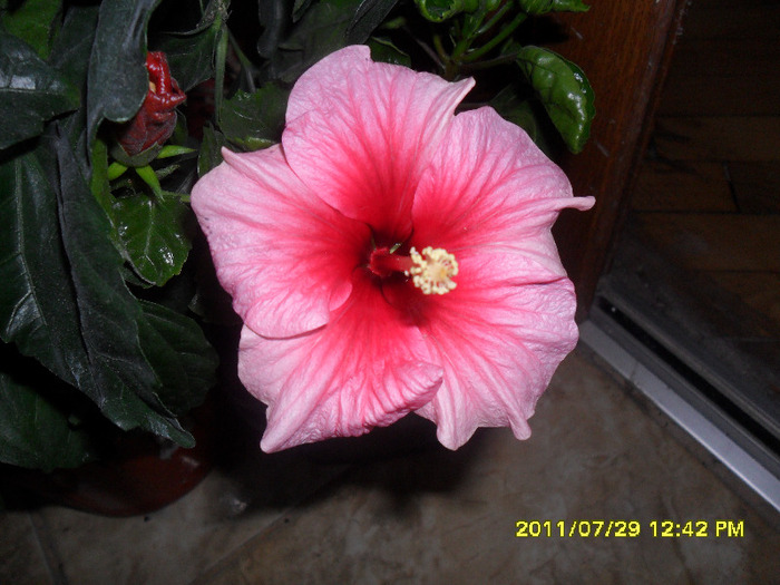 Pink Dreams - Hibiscus 2011