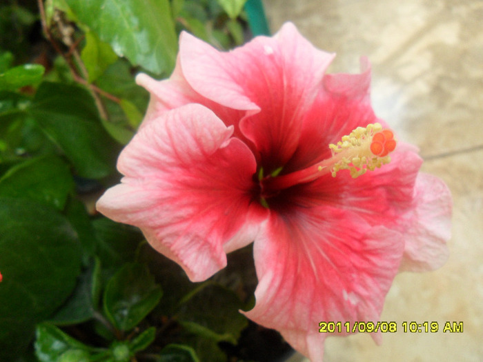 Yoder Camelia? - Hibiscus 2011