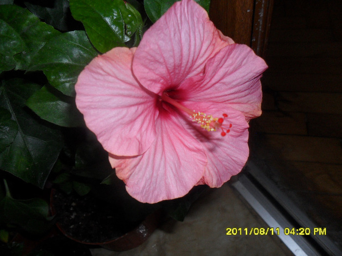 Venetia - Hibiscus 2011