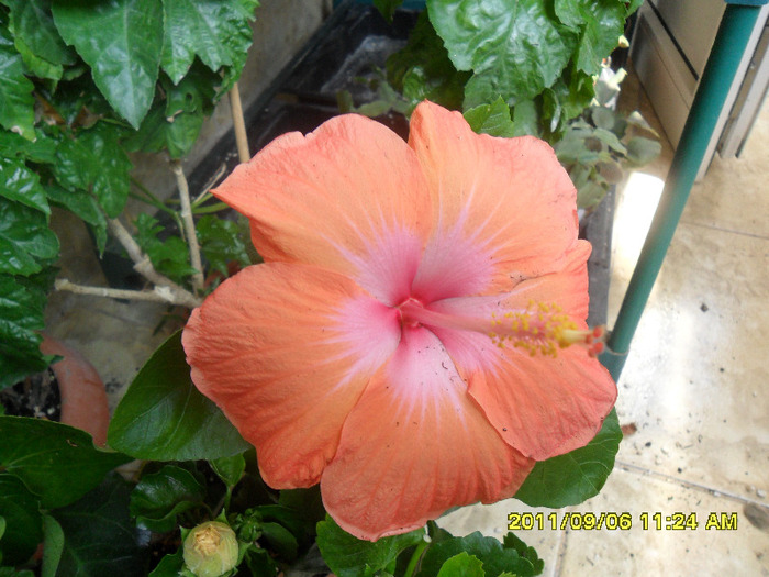 Roma - Hibiscus 2011