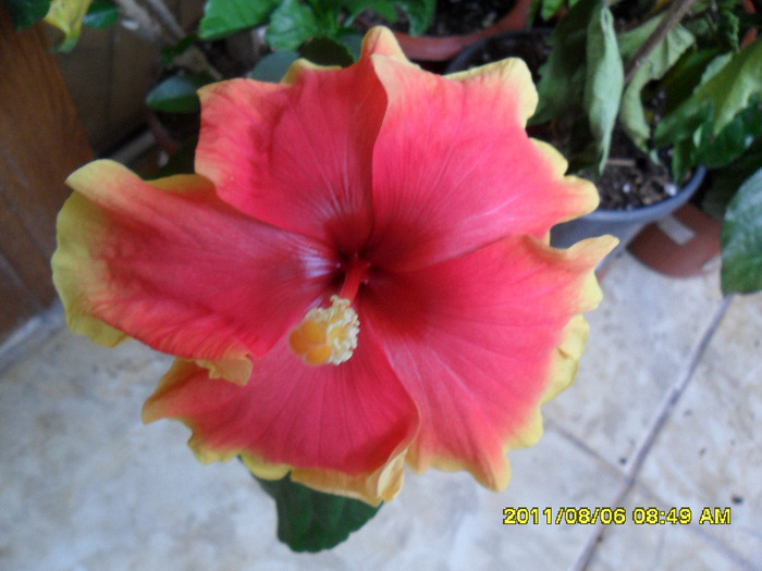 June's Dragon - Hibiscus 2011