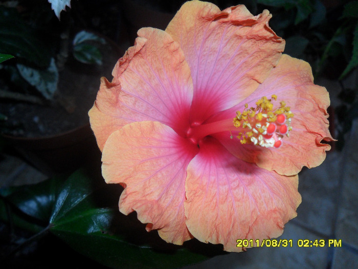 Passion - Hibiscus 2011