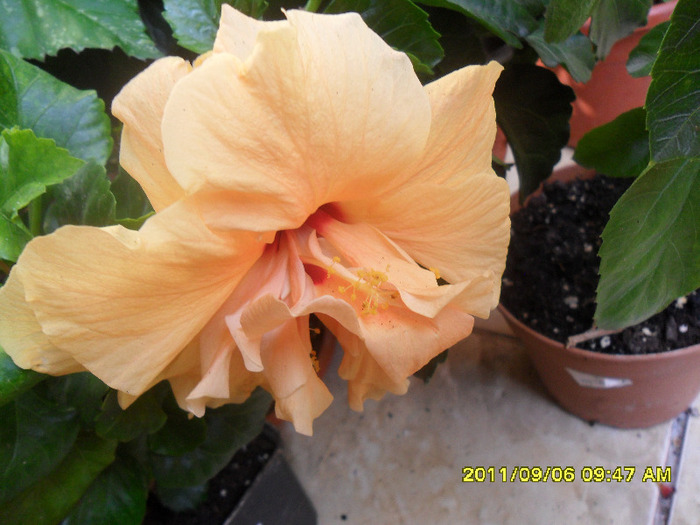 alt piersiciu ( georgiana) - Hibiscus 2011