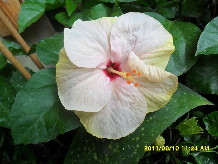 Roz pal - Hibiscus 2011