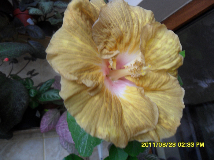 Lucky Devill - Hibiscus 2011