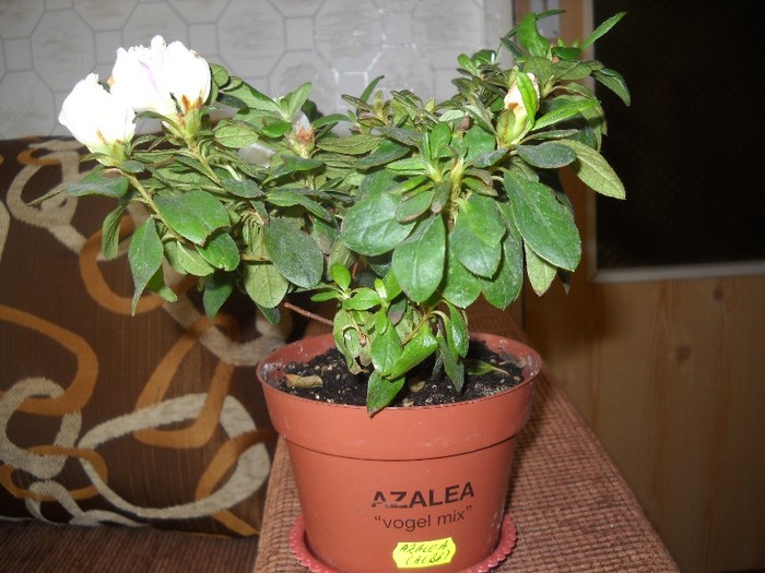 CRESCATOR LIA,PROPRIETAR MARTA - FLORI DIVERSE