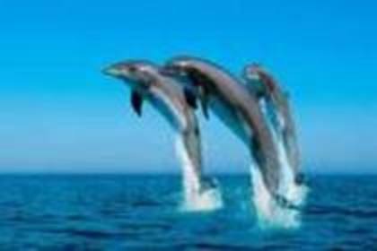 46932434_KATDCSQPC - delfini