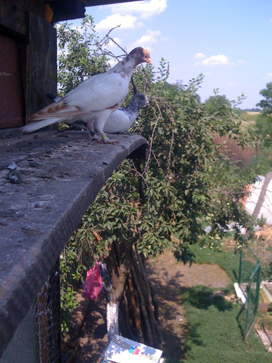 porumbeii mei 222 - Zburatori de Budapesta 2011