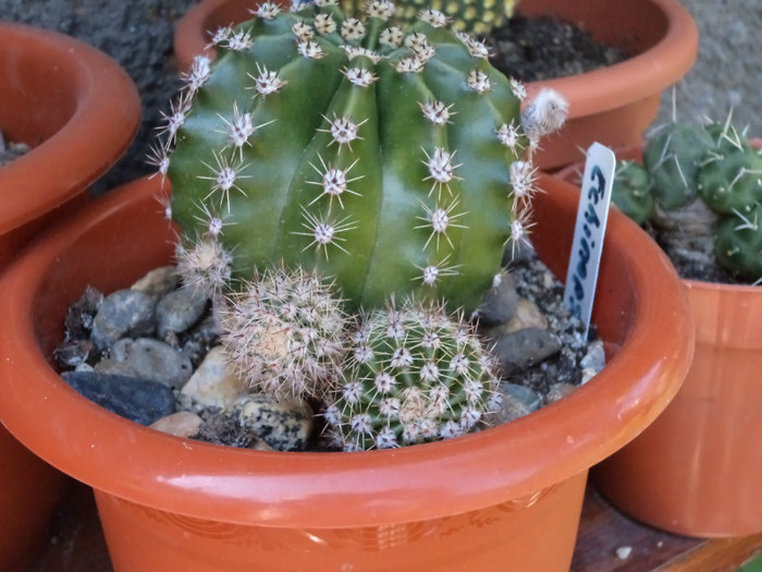 Echinopsis, boboc in premiera