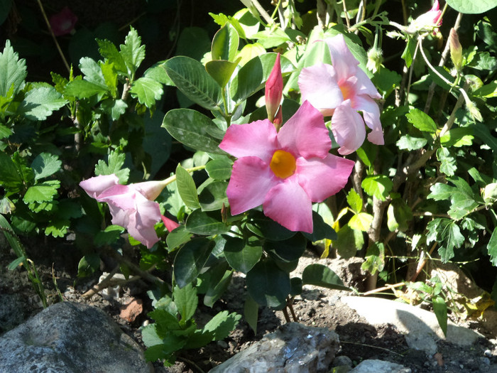 Mandevilla