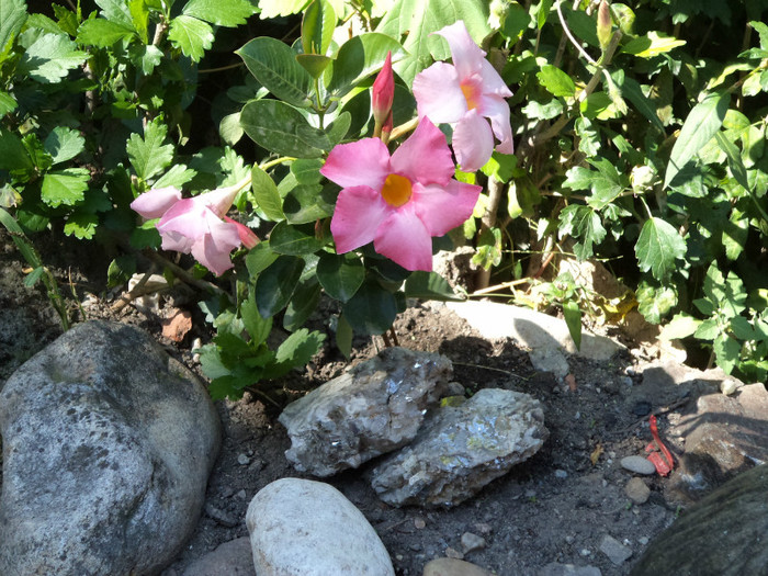 Mandevilla in mini-stancarie - Mandevilla