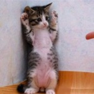 poze-animale-amuzante-pisici-dragute-deget-150x150 - eu sunt deni