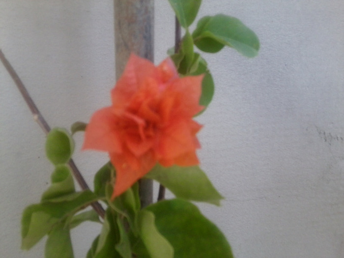 cumparata de la dianadia