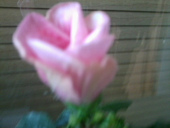 Fotografie0526 - hibiscusi-2012-1
