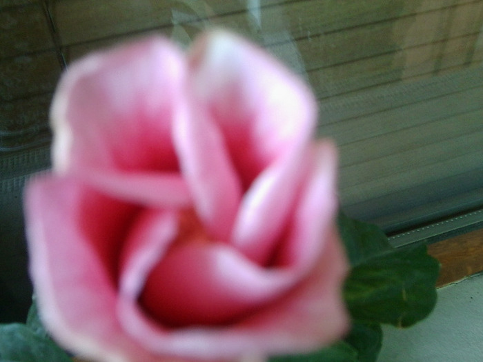 Fotografie0529 - hibiscusi-2012-1