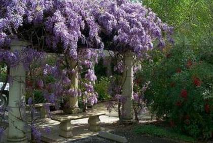  - WYSTERIA_PERGOLA