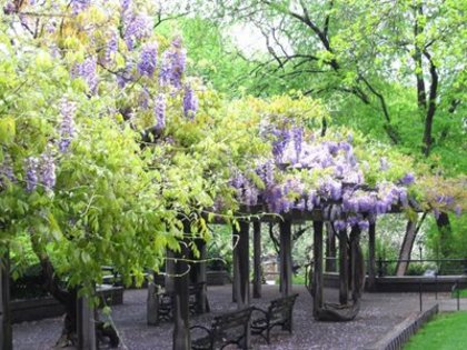 Central Park wisteria pergola - WYSTERIA_PERGOLA