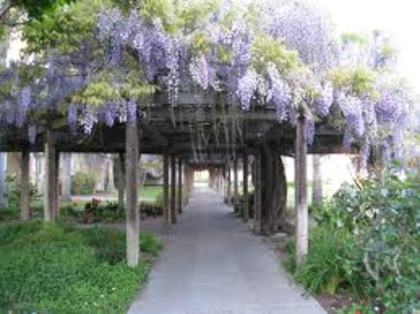  - WYSTERIA_PERGOLA