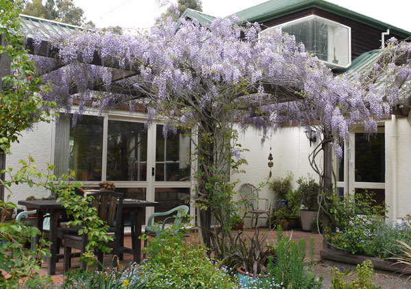 house-wisteria - WYSTERIA_PERGOLA