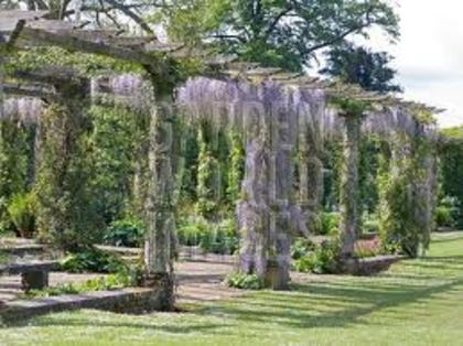  - WYSTERIA_PERGOLA