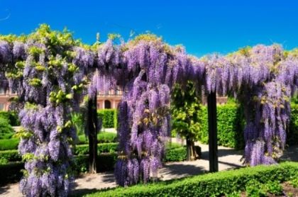 ptg01226715 - WYSTERIA_PERGOLA