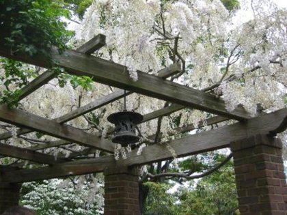 trellis - WYSTERIA_PERGOLA