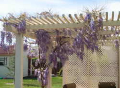 wisteria_b - WYSTERIA_PERGOLA