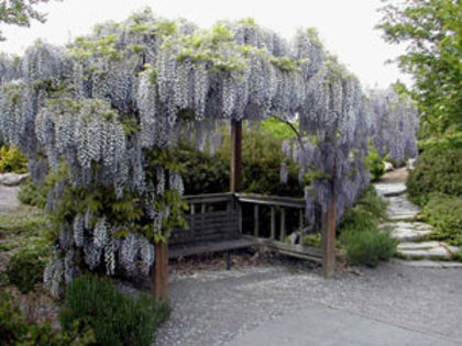 wisteria_flori_multijuga_03_VFS - WYSTERIA_PERGOLA