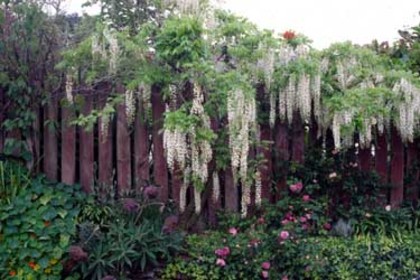 Wisteria_white - WYSTERIA_PERGOLA