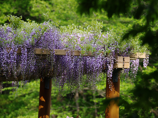 Wisteria-pergola