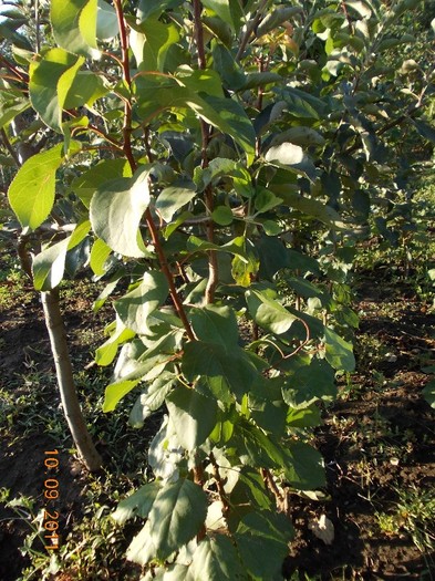 caisi altoiti anul trecut - septembrie 2011 in gradina