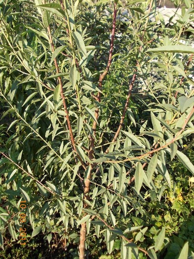 migdal altoit pe piersic franc