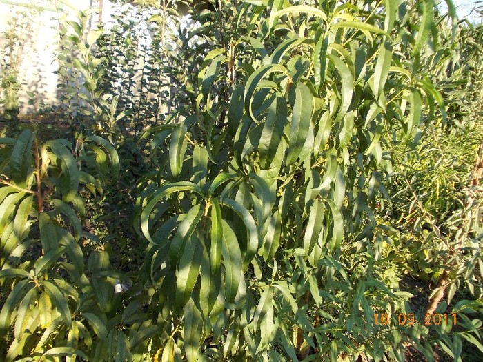 piersici altoiti pe piersic franc