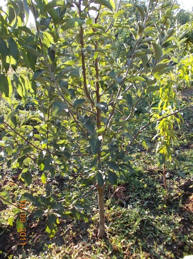 mar golden condus in fus subtire