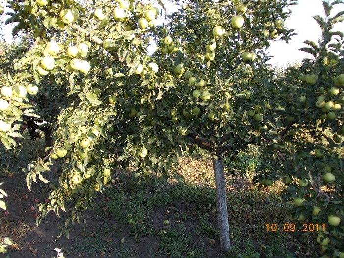 Picture 031 - septembrie 2011 in gradina
