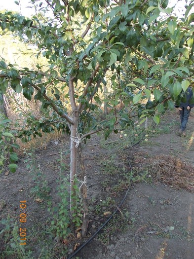 Picture 032 - septembrie 2011 in gradina