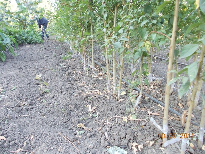 altoiri in ochi dormind - septembrie 2011 in gradina