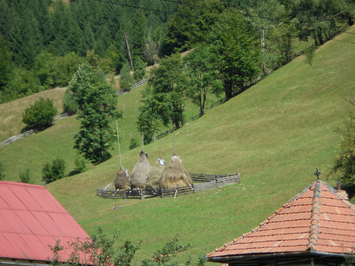 càpitele de fin - BRAN  SI MOECIU