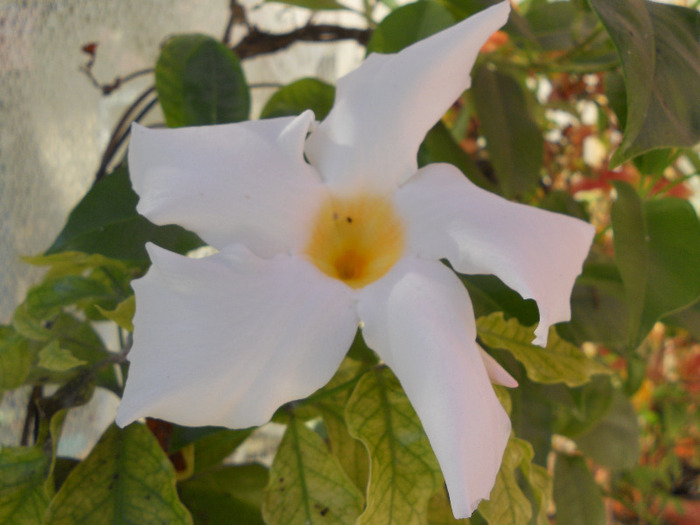 DSCN1423