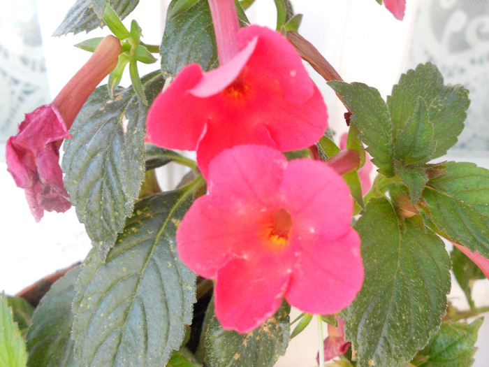 DSCN1437