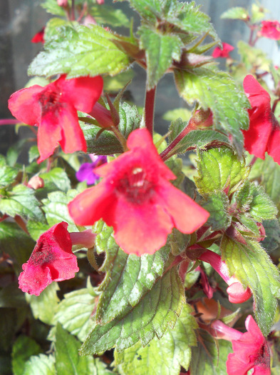 DSCN1442