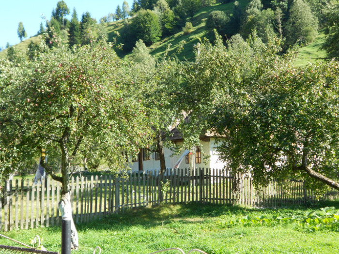 pomi incàrcati de mere