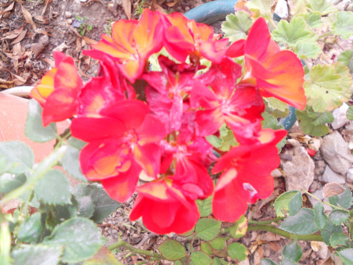 DSCN1360
