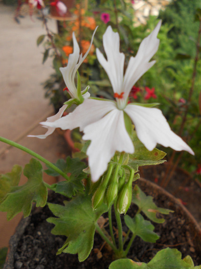 DSCN1355