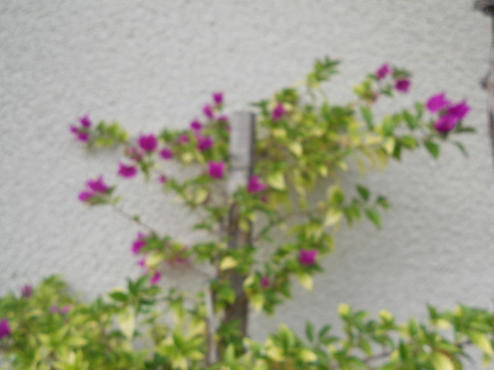DSCN1363