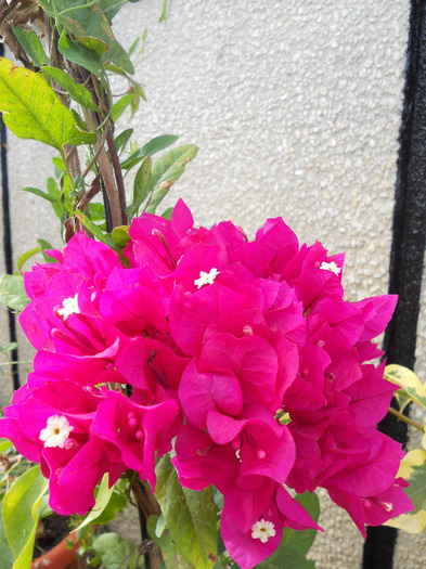 DSCN1369